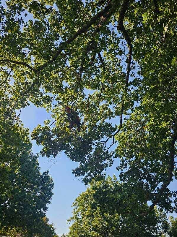 Tree material staged after pruning or removal for efficient cleanup.