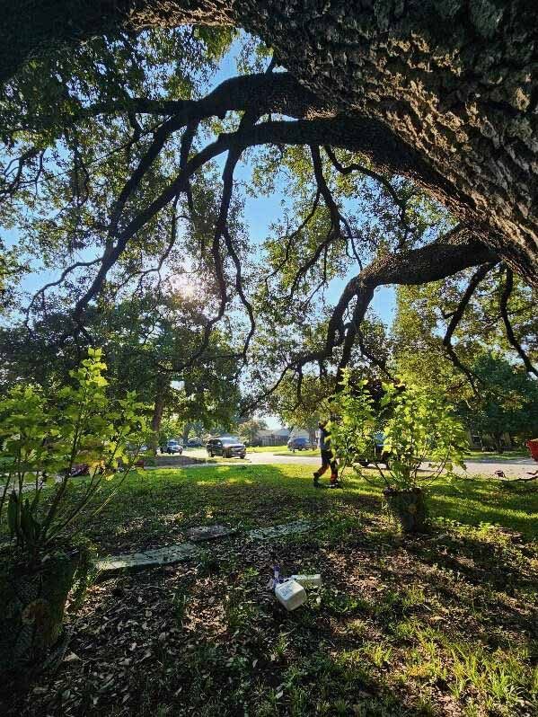 Tree canopy and limb work performed by experienced crew members.