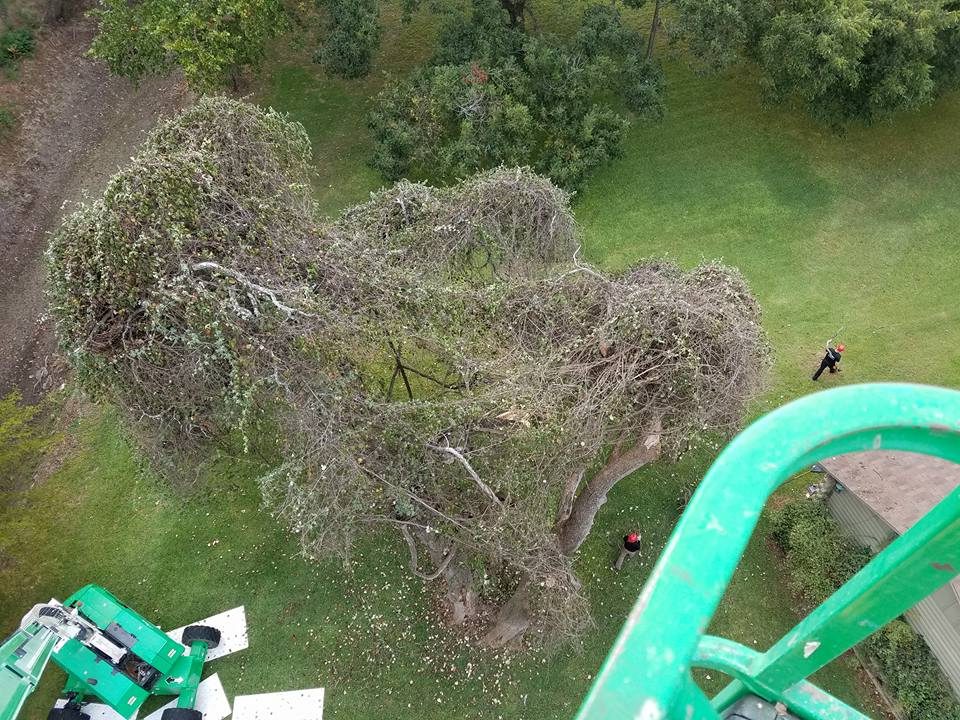 Timber Tree Service professional tree care work