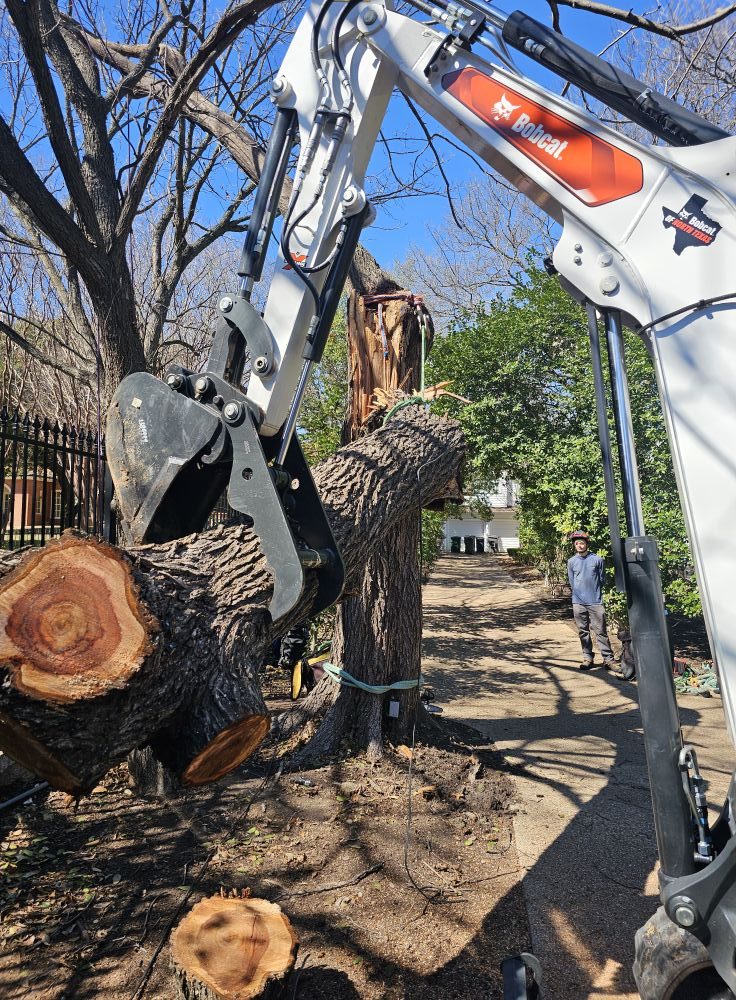 Cut trunk sections and logs staged after controlled tree removal.