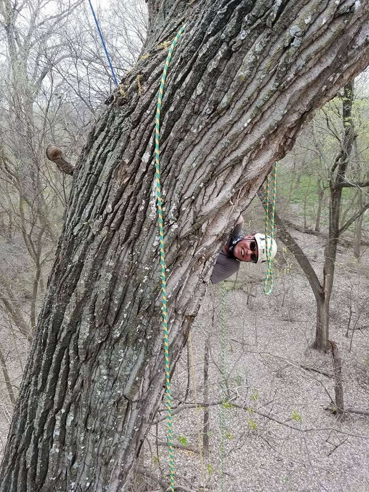 Tree work performed near structures with attention to property protection.