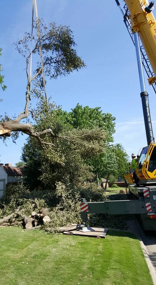Equipment-assisted tree care for larger limbs or difficult access.
